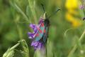 Moths: Narrow-bordered Five-spot Burnet (Zygaena lonicerae)